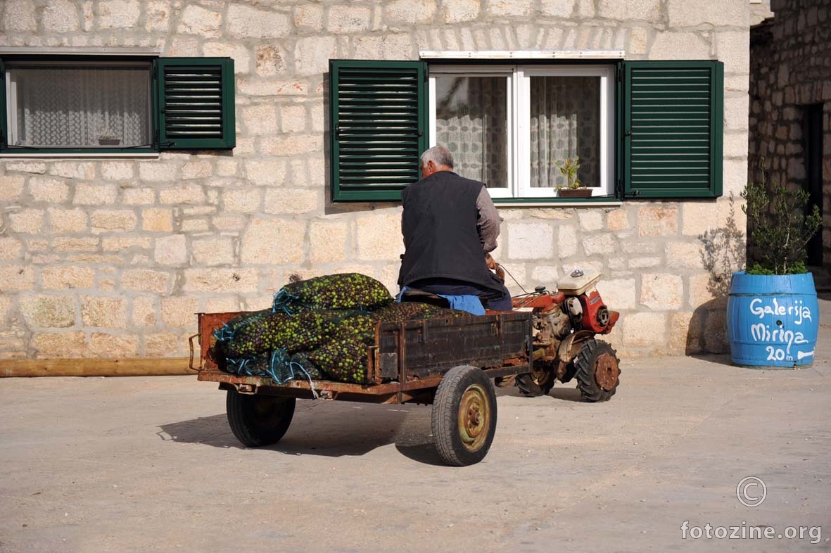 maslina je obrana...
