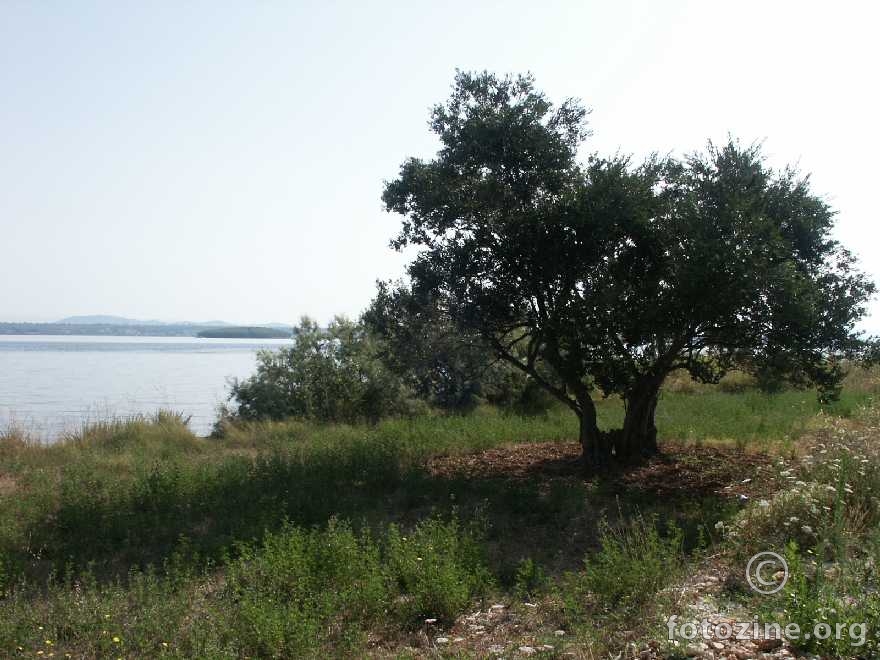 maslina kraj mora