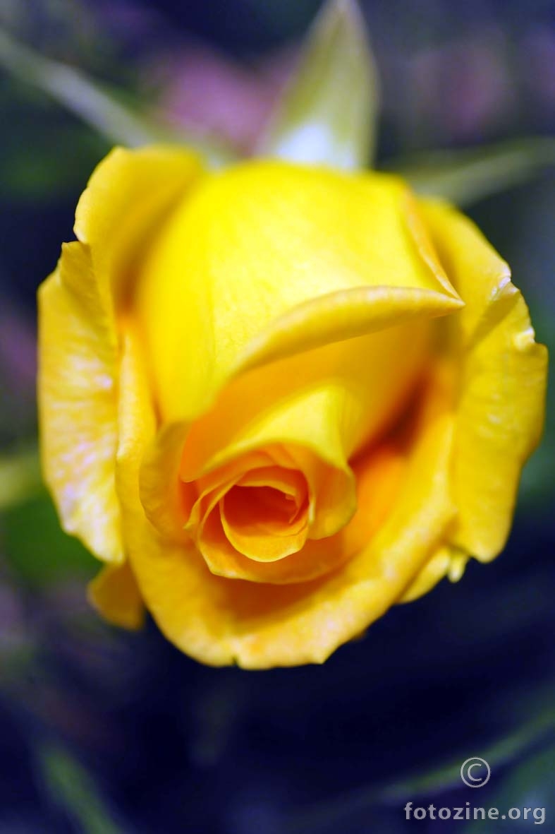 žuta ruža,  a nije iz Teksasa... :)