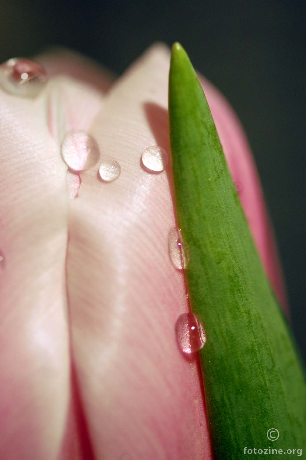 suze roza tulipana
