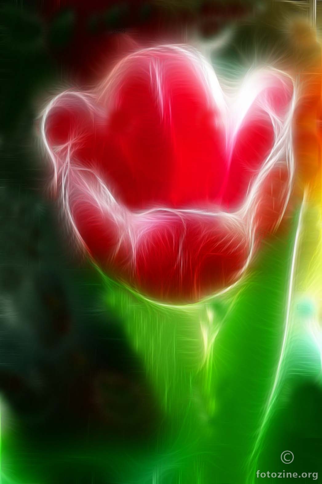 tulipan na moj način