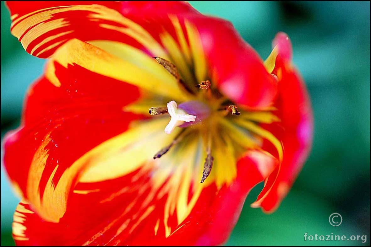lanjski tulipan-2