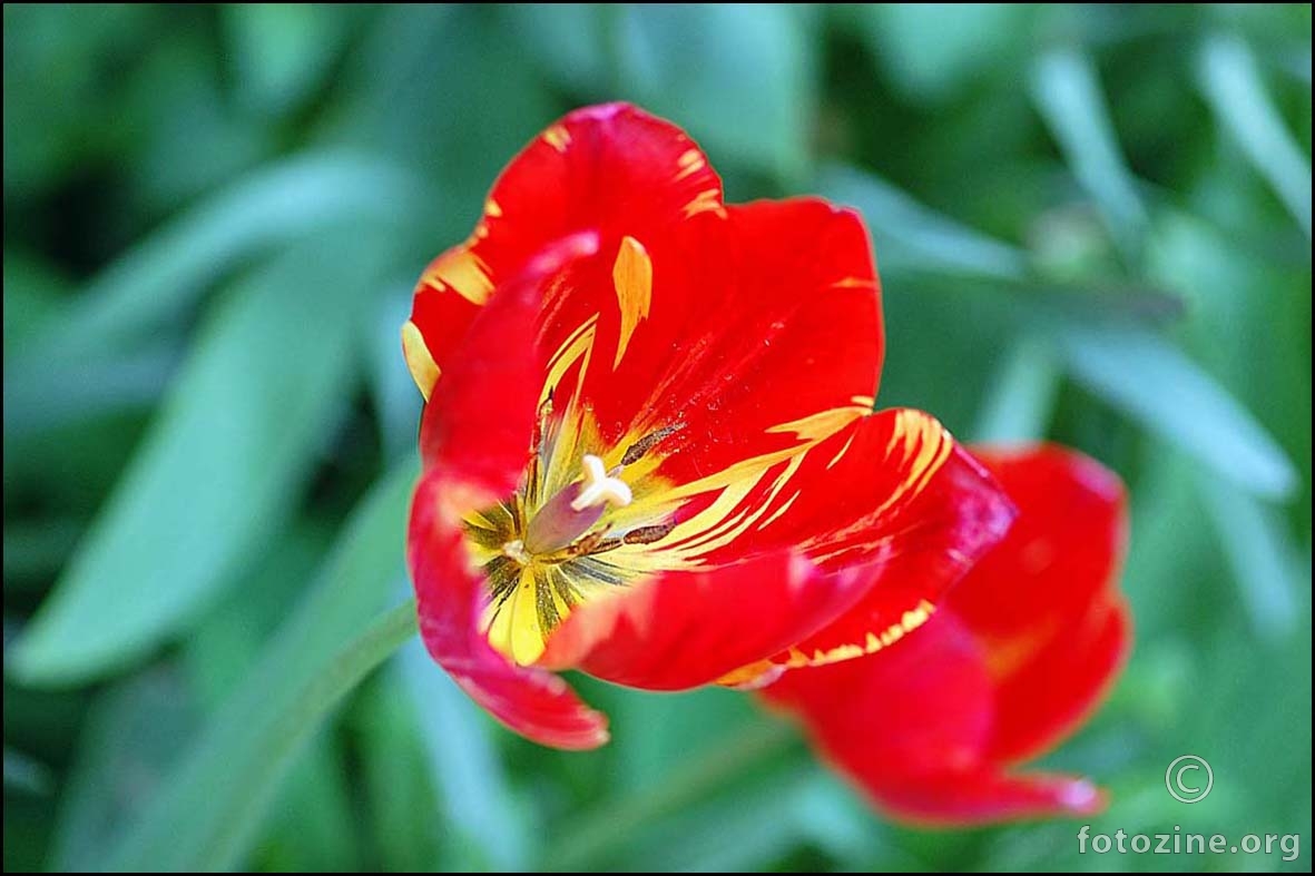 lanjski tulipan