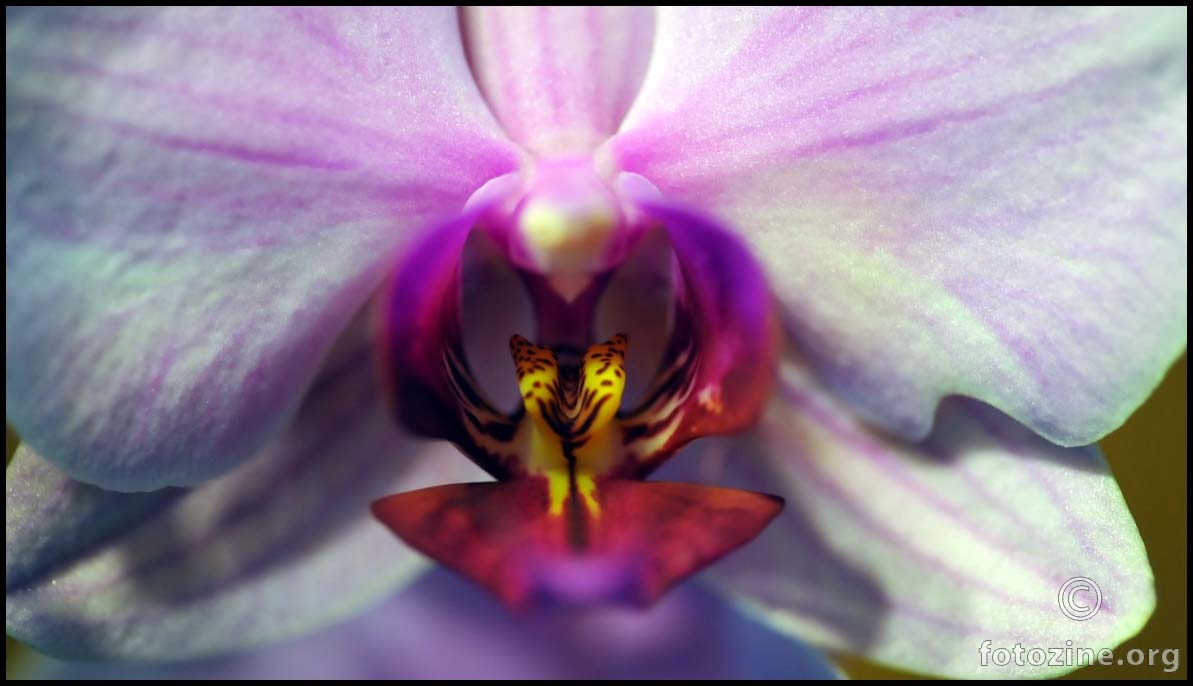 grlo orhideje