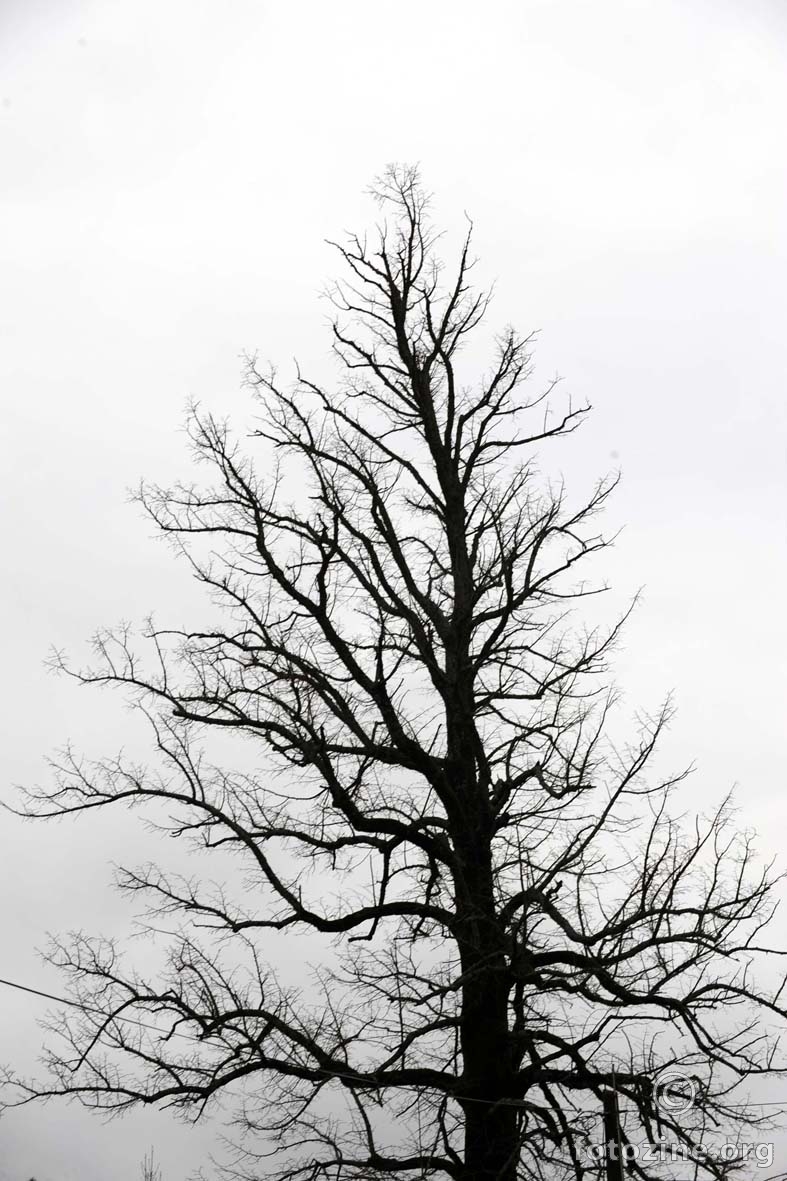 golo drvo