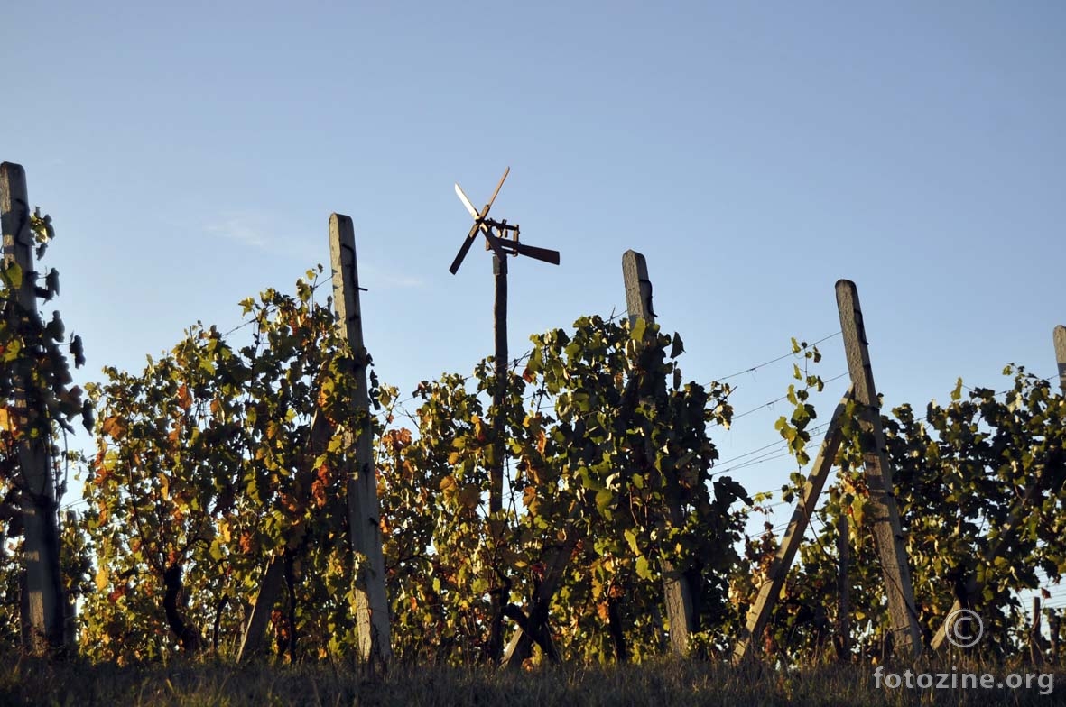 vjetrenjača u vinogradu