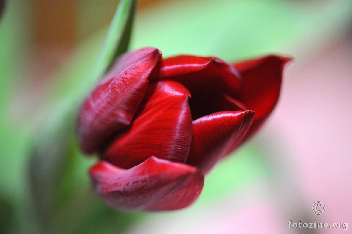 vrijeme tulipana...