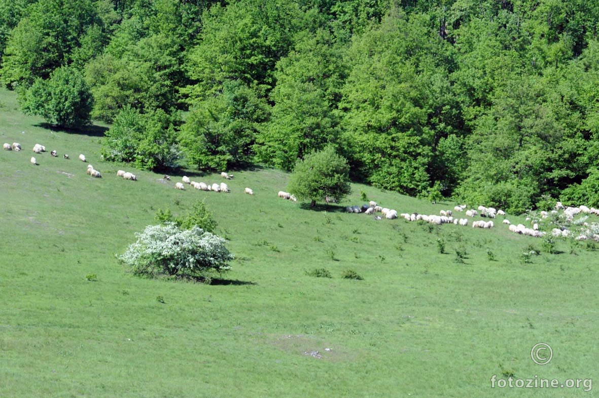 ovčice na Pounju