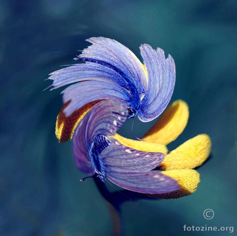 ples plavih leptira...