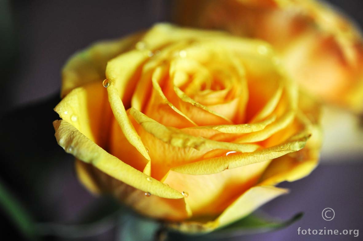 žuta ruža iz Texasa 3