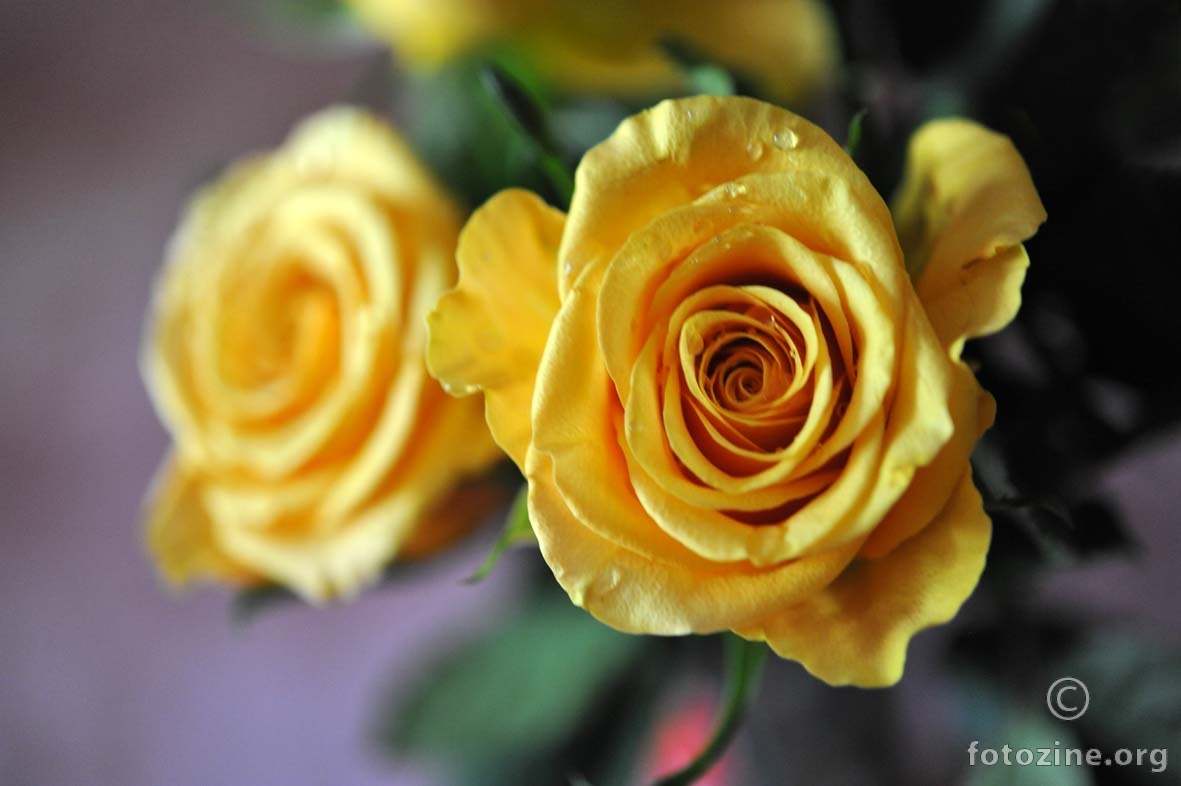žute ruže iz Texasa 4