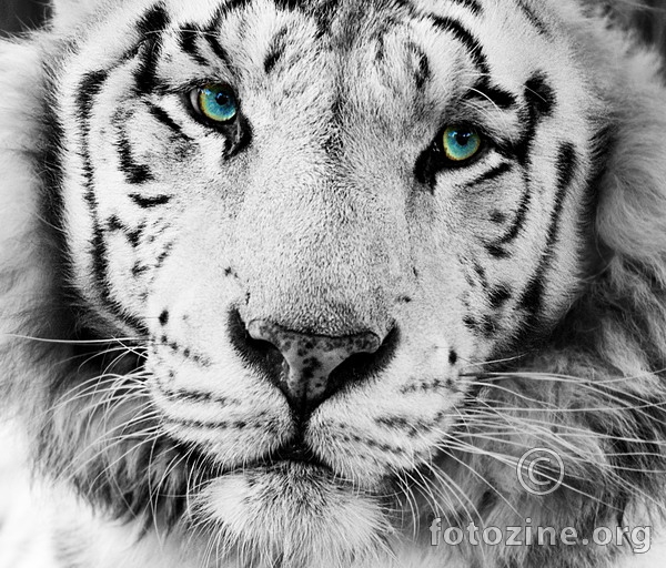 The White Tiger 