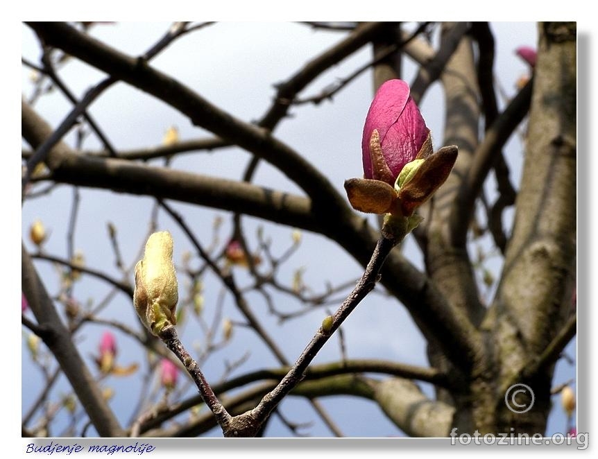 Buđenje magnolije