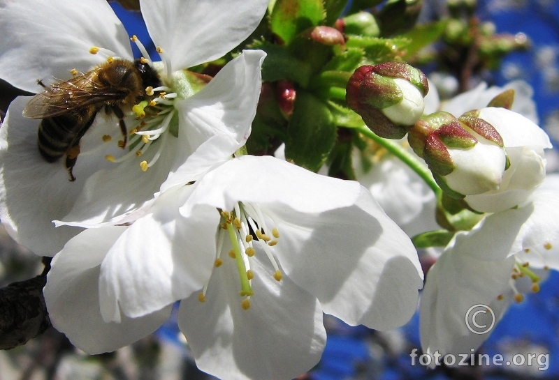 Pčela na trišnji