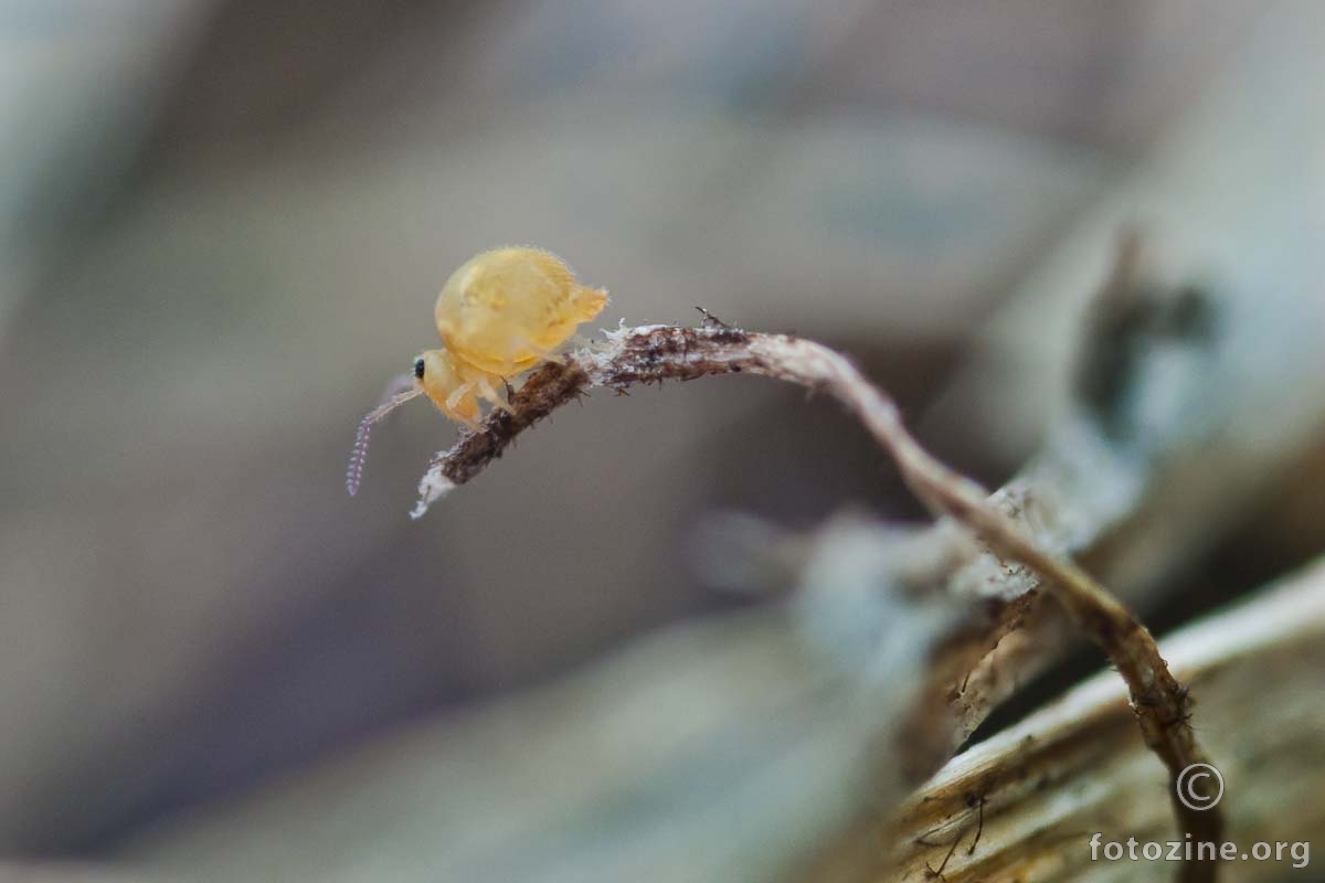 COLLEMBOLA