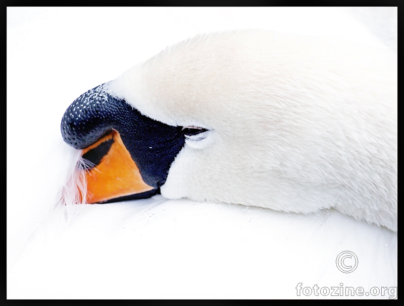 Crno bijelo s bojom...