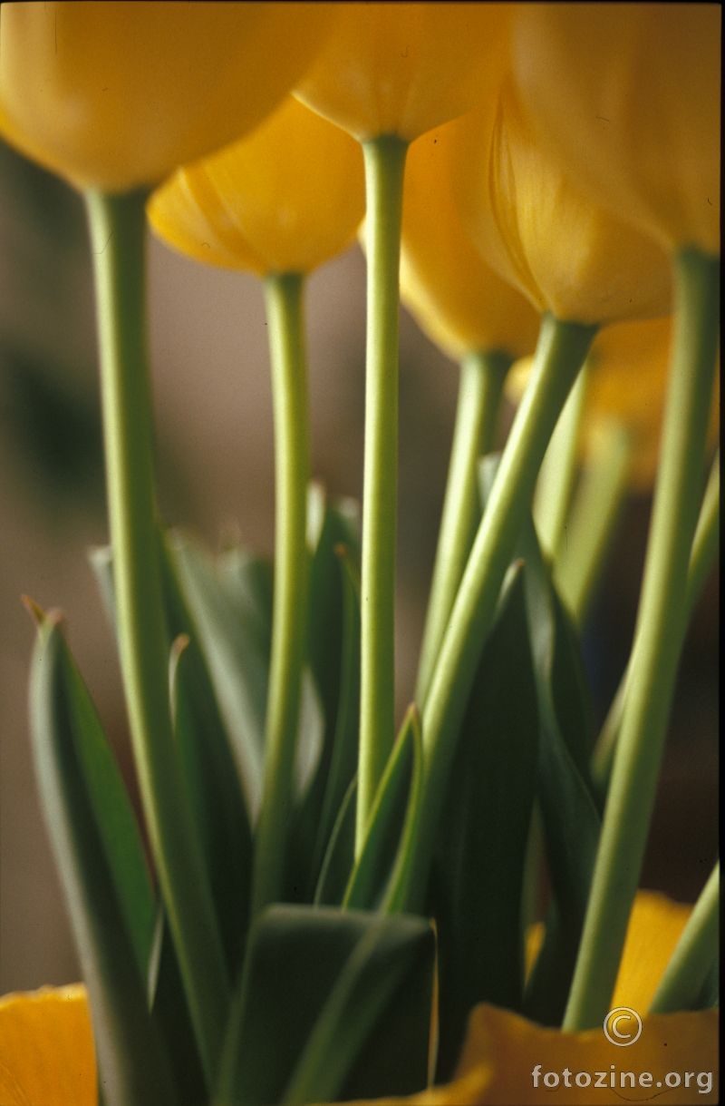 žuti tulipani