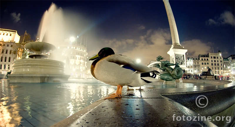 Trafalgar Duck