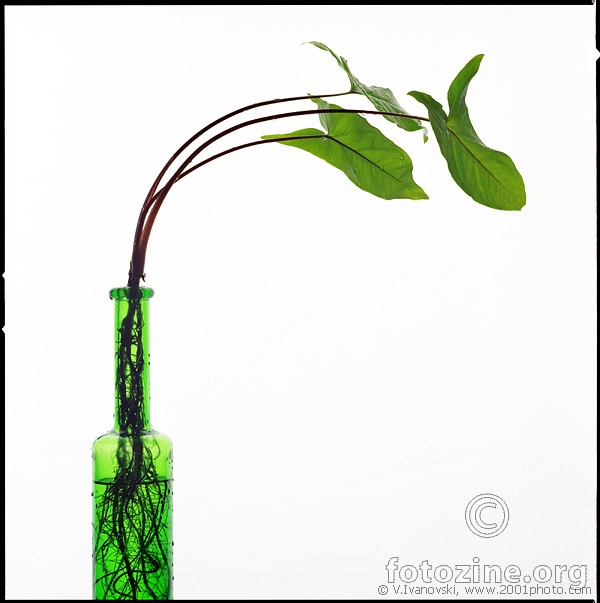 Green...