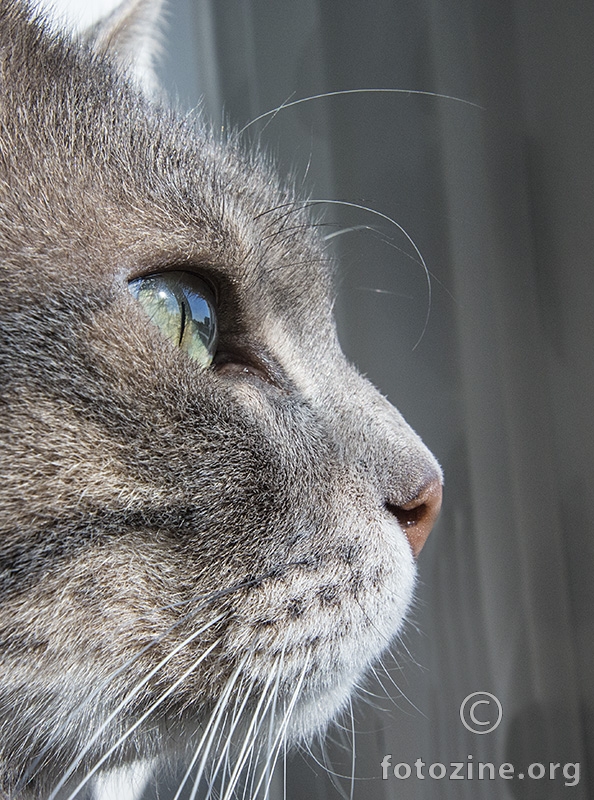 Sulejman, The Cat