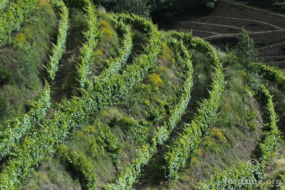 Vinogradi u dolini Douro