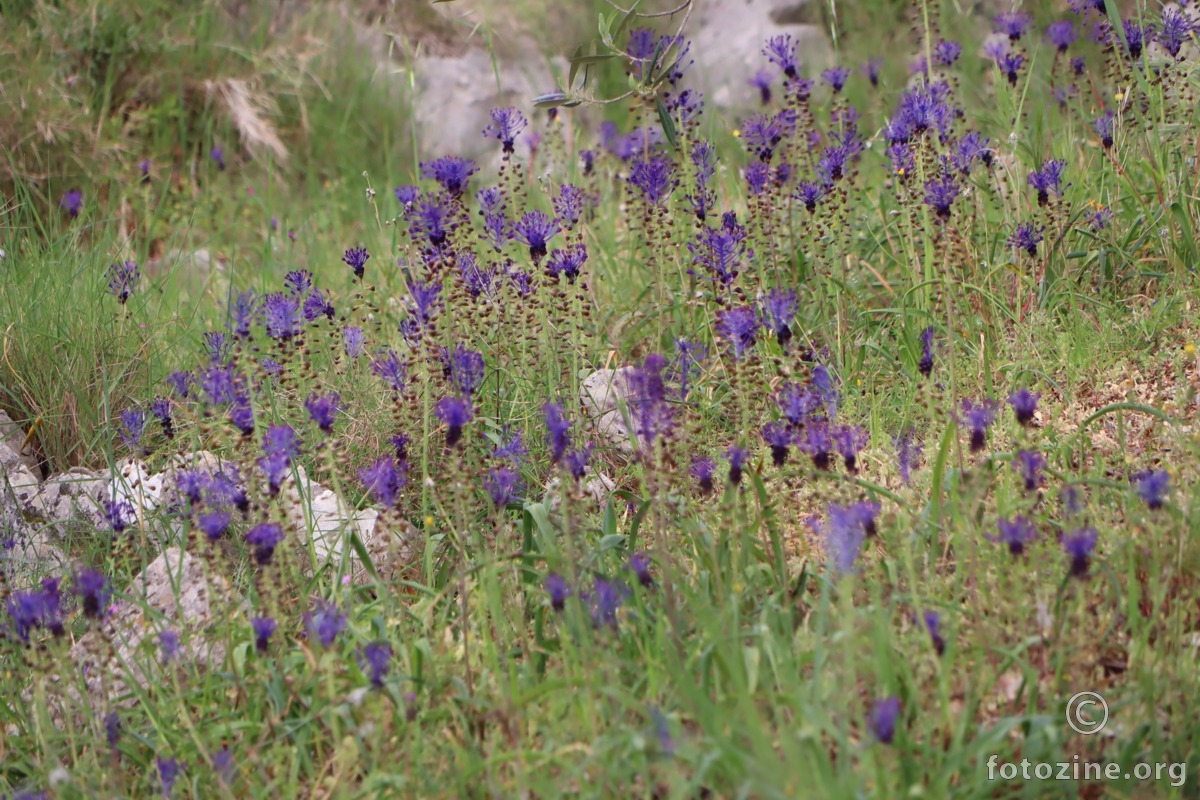 kitnjasta presličica