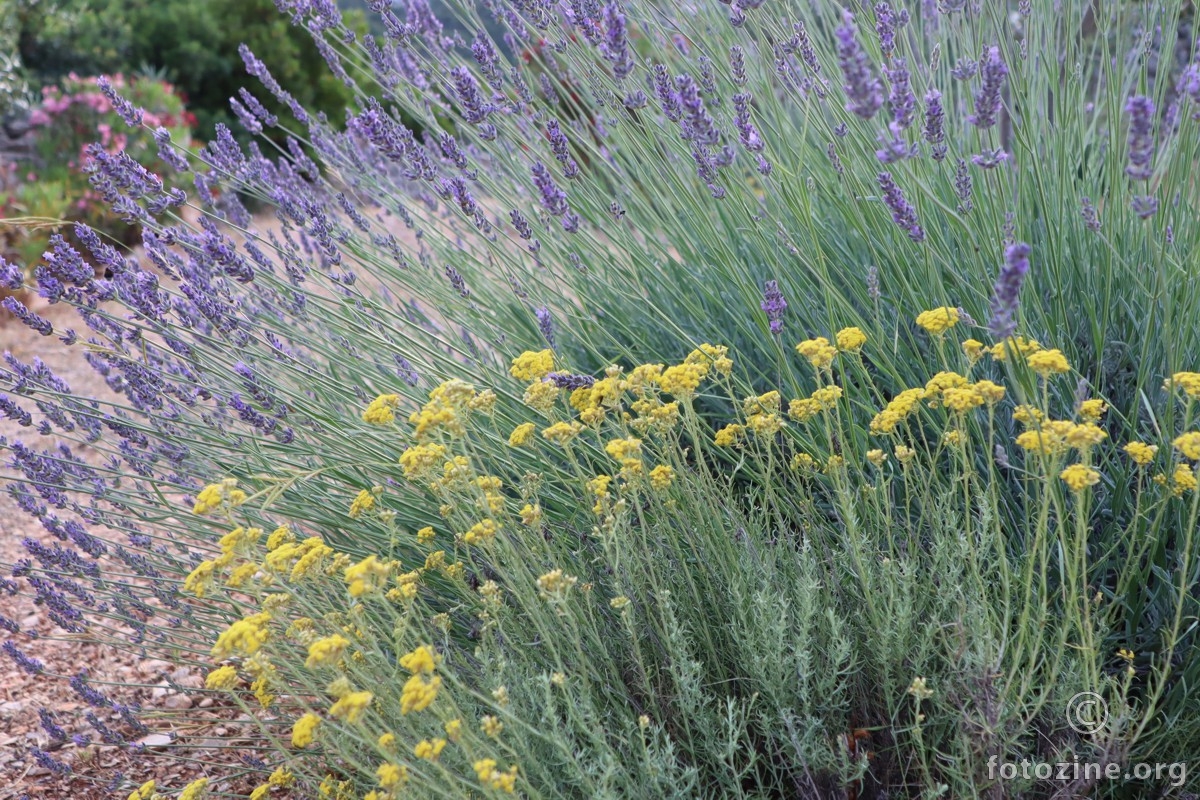 smilje i lavanda