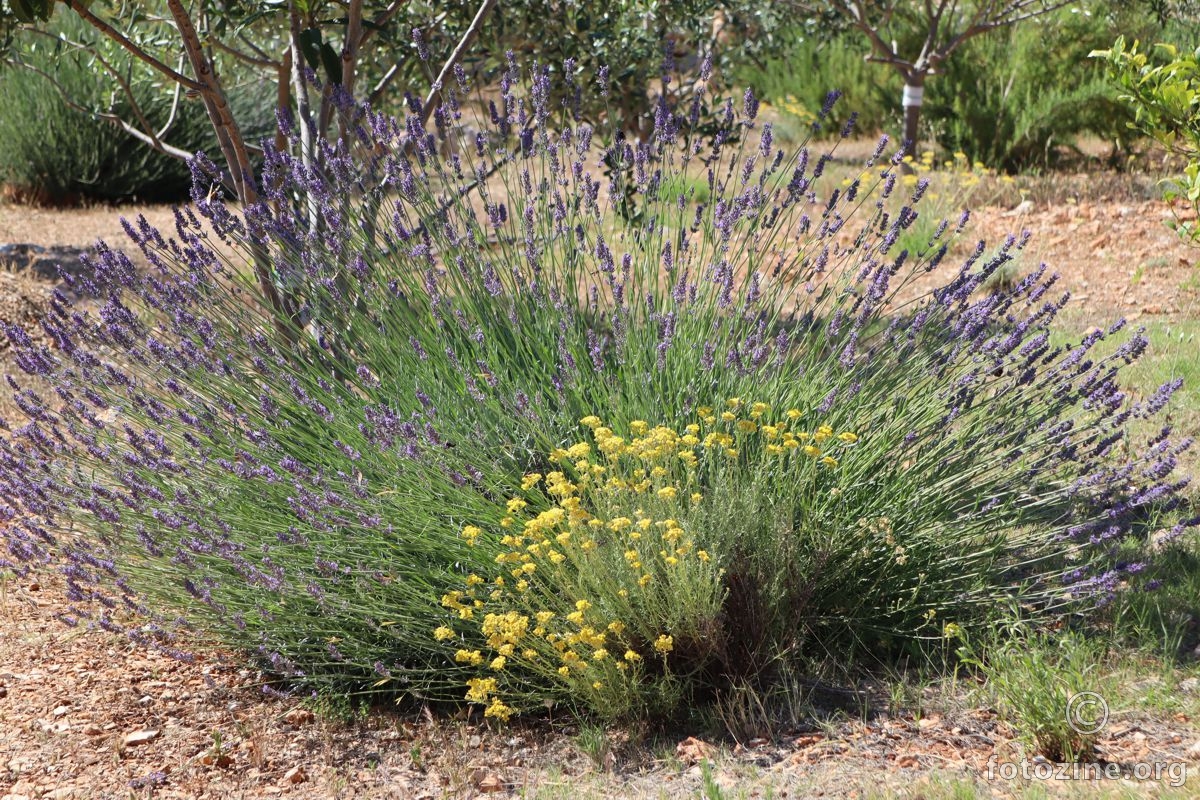 smilje i lavanda 2