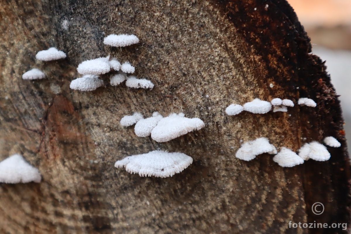 bijele mlade gljivice