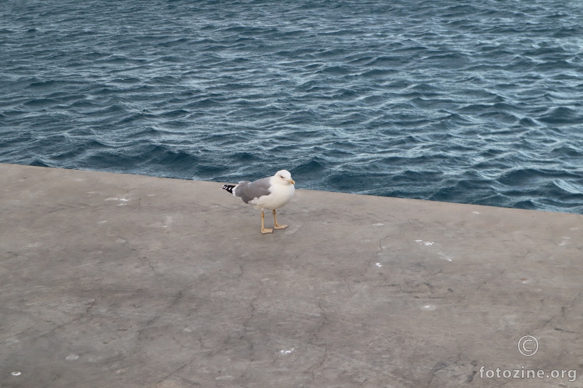 galeb stoji