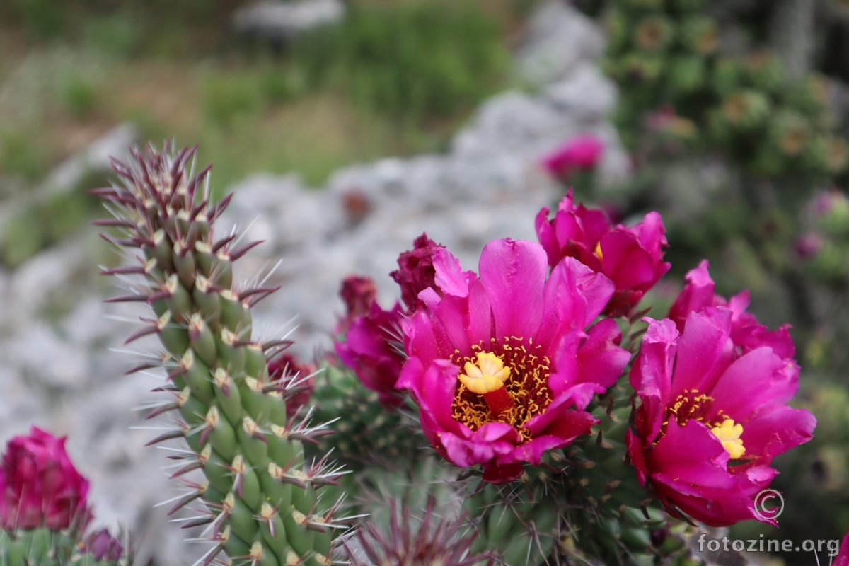 cvijet elegantnog kaktusa