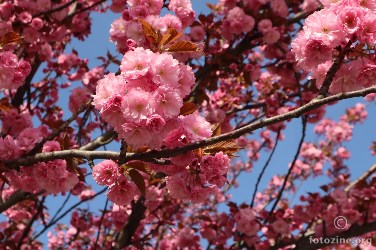 japanska trešnja - roza