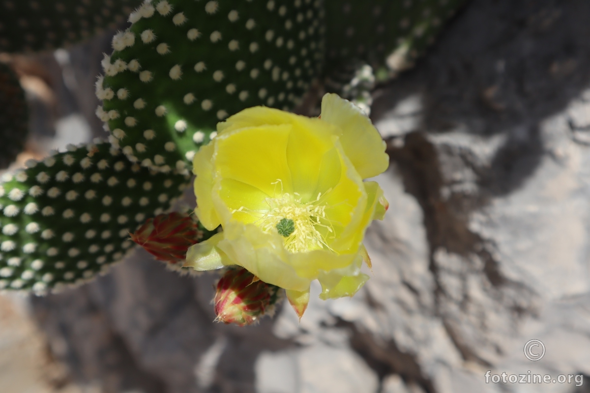 kaktus cvjeta