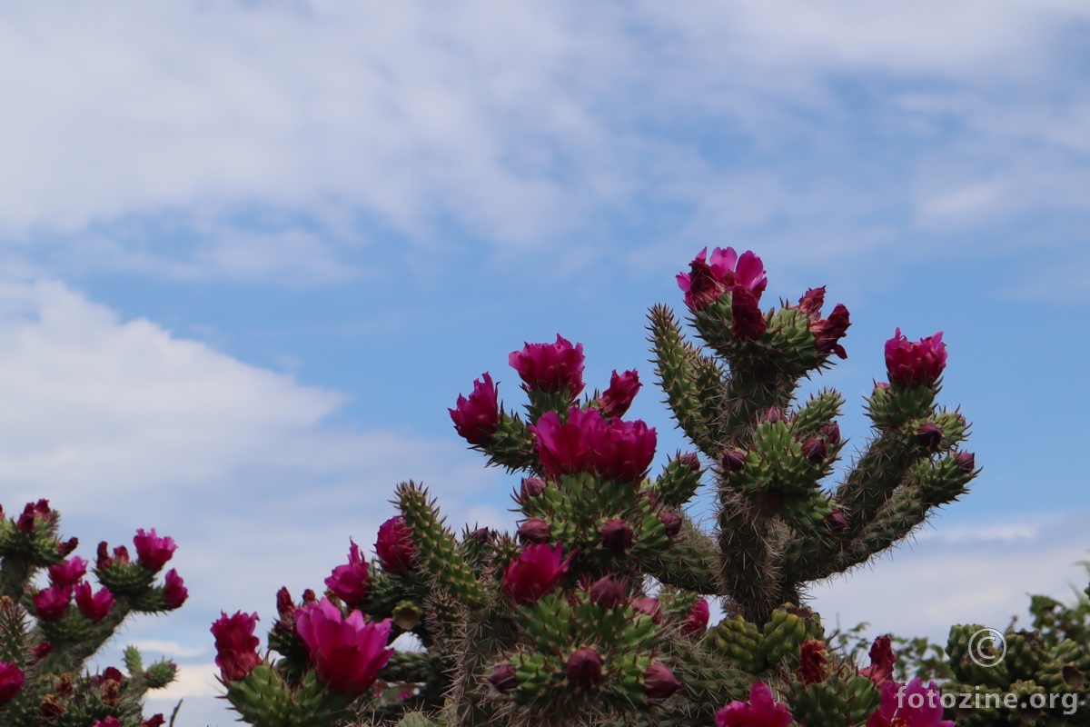 neobični kaktus
