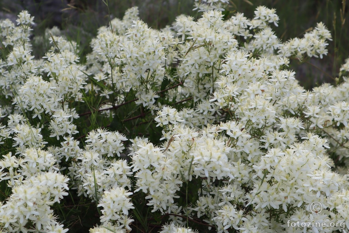 puno bijelog cvijeća