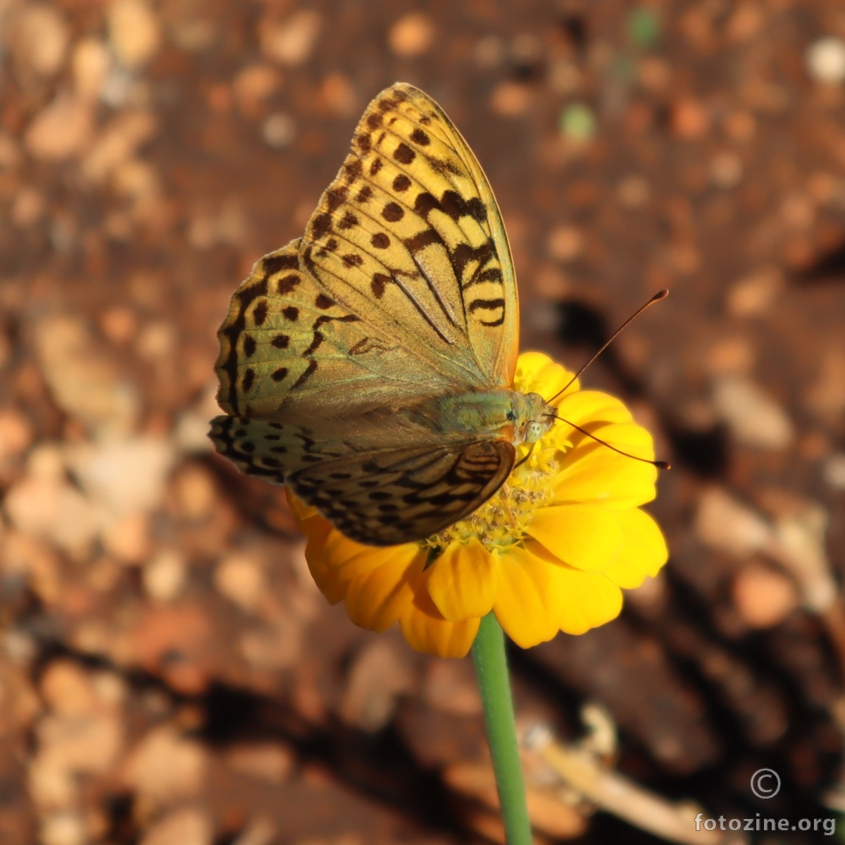 žuti leptir na lila žutom cvijetu