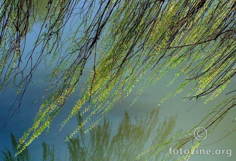 Ljubljanica in vrba
