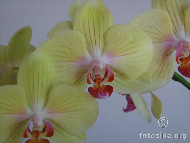 Orhideja 1