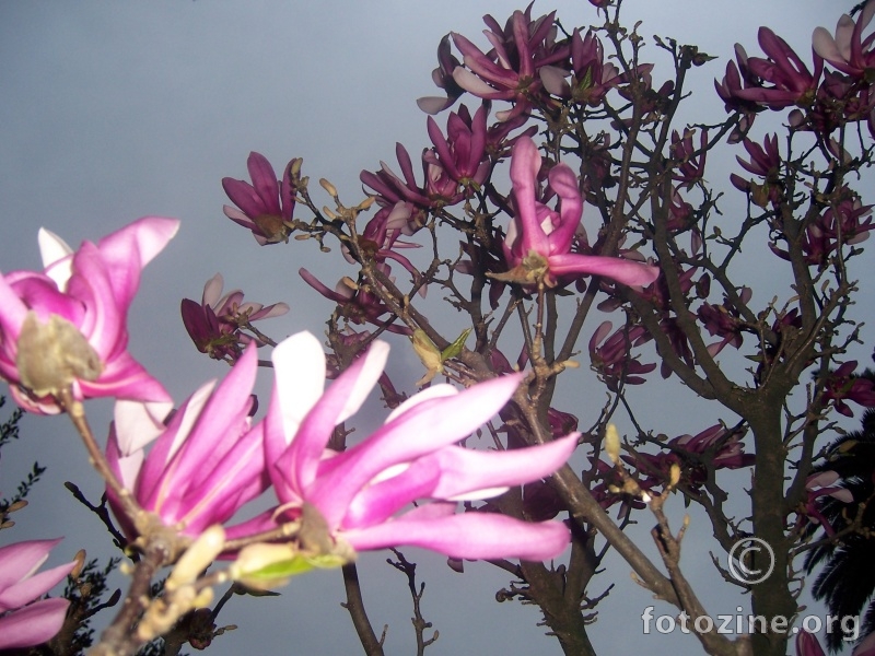 Dubrovačke magnolije