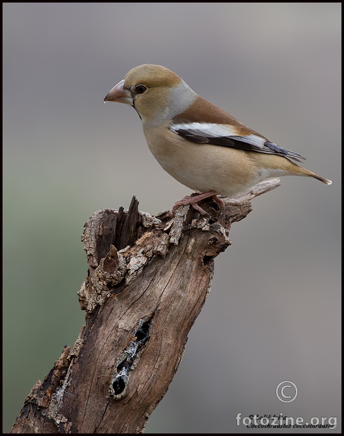 Batokljun (Coccothraustes coccothraustes)