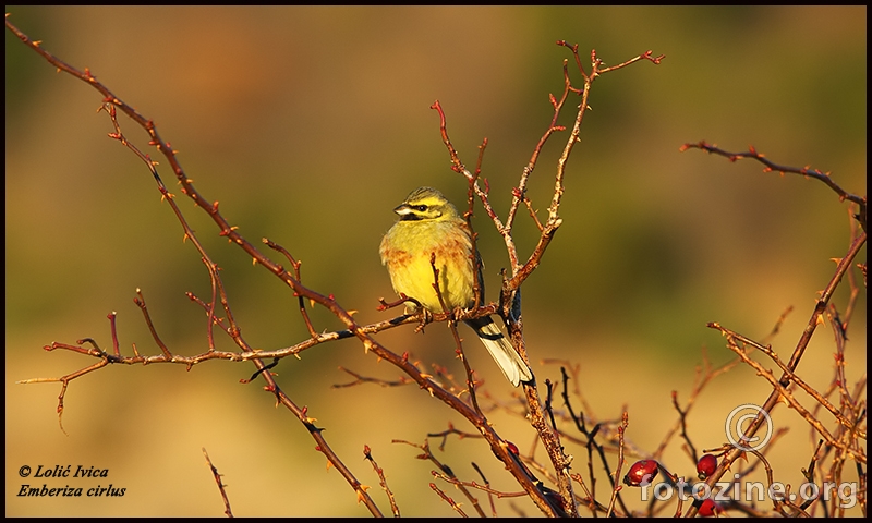 Crnogrla strnadica (emberiza cirlus)