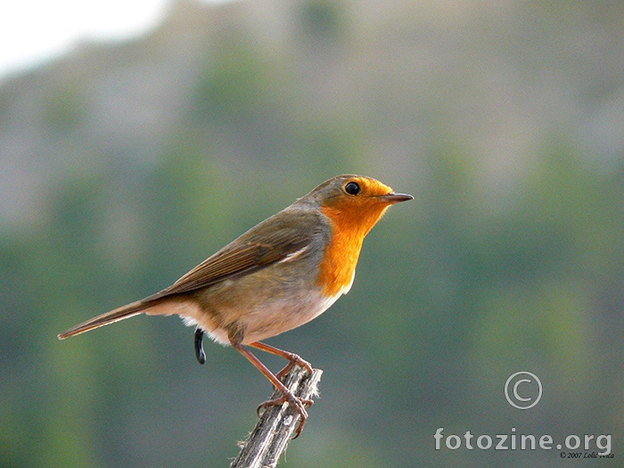 Crvendač(Erithacus rubecula )