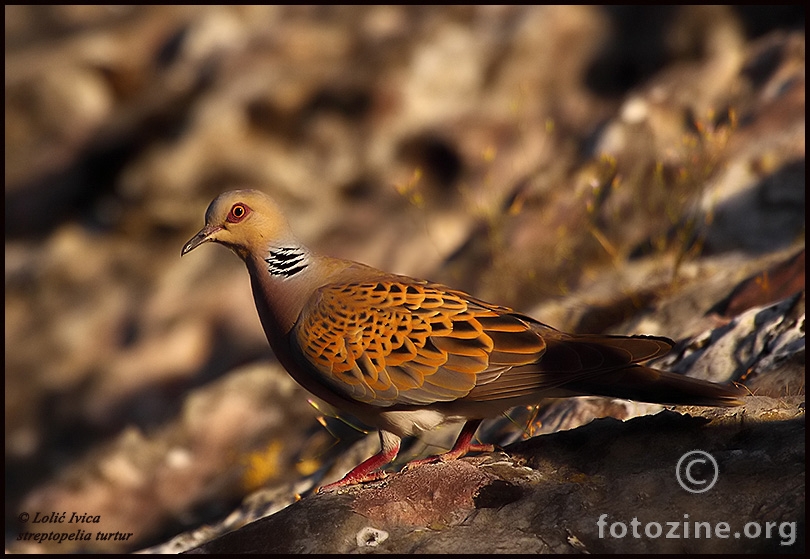 Grlica (Streptopelia turtur)