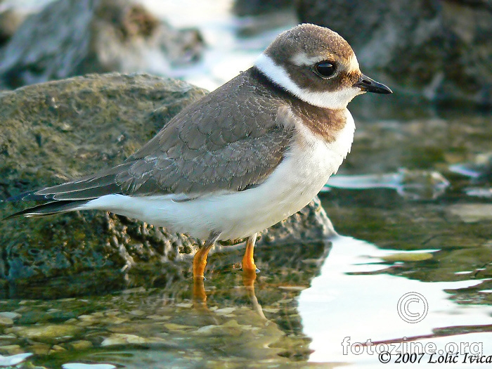 Kulik blatarić (Charadrius hiatikula)