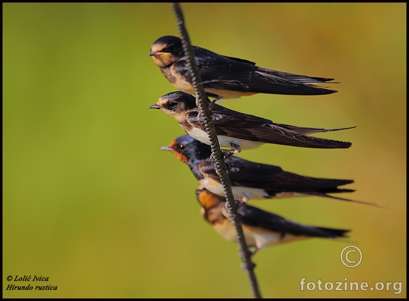 Lastavica (hirundo rustica)