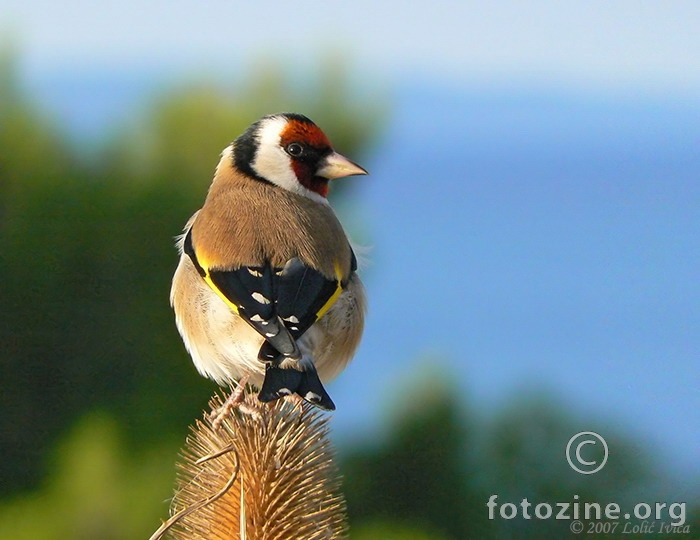 Češljugar(Carduelis carduelis) 