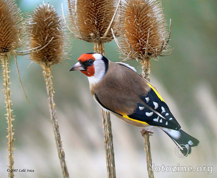 Češljugar(carduelis carduelis)