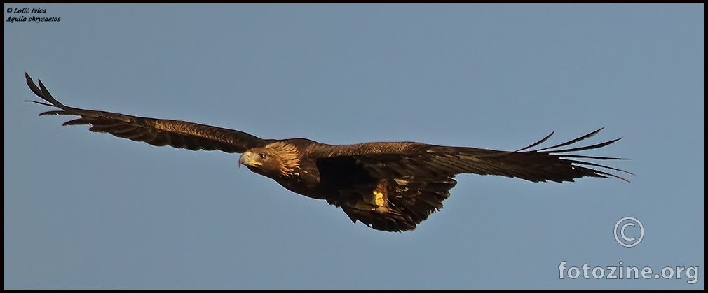 Suri orao (Aquila chrysaetos)