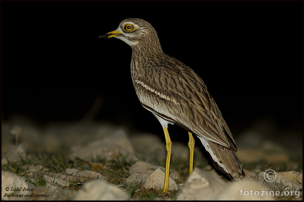 Ćukavica (Burhinus oedicnemus)