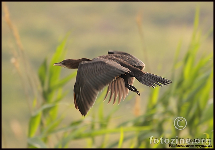 Mali vranac (Phalacrocorax pygmaeus)